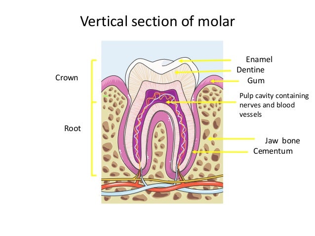 Igcse Incisor Tooth Diagram Wiring Diagram Detailed
